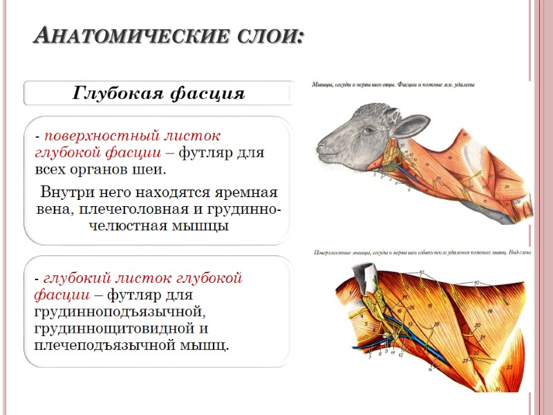 Анатомические слои: